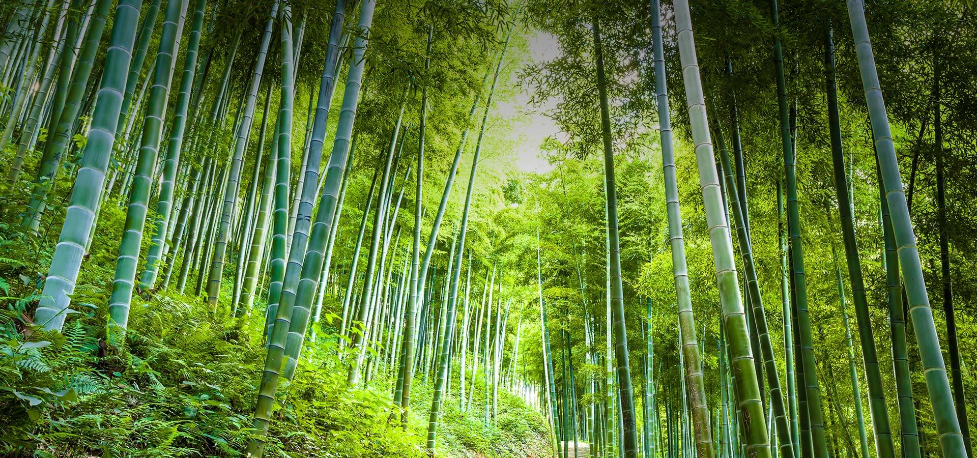 集團召開學習宣傳貫徹黨的十九大精神動員大會